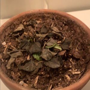 Meet your Posher, Peter